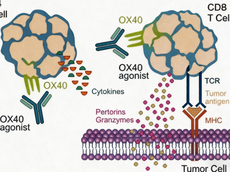 CD134 antibody: How can reshaping T cell function revolutionize immunotherapy?