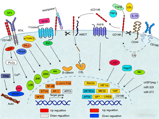 CD146 antibody: How to intervene in obesity by regulating lipid metabolism and energy homeostasis?