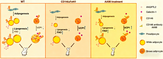 The Key Role and Technological Advances of High-Specificity Rabbit Ant ...