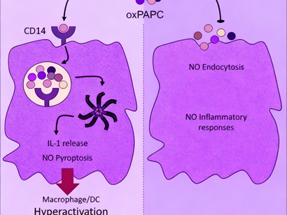 CD14 antibody: How to analyze its dual regulatory mechanisms in inflammasome activation and lipid delivery?
