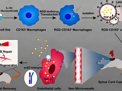 CD163 antibody: How to promote vascular regeneration and homeostasis recovery after spinal cord injury through targeted delivery systems?