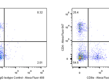 How to understand the core structure and immune functions of Ig antibodies?