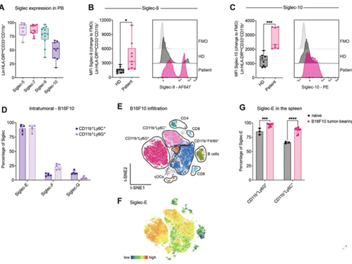CD170 antibody: How to block the tumor immune escape mechanism mediated by myeloid-derived suppressor cells?