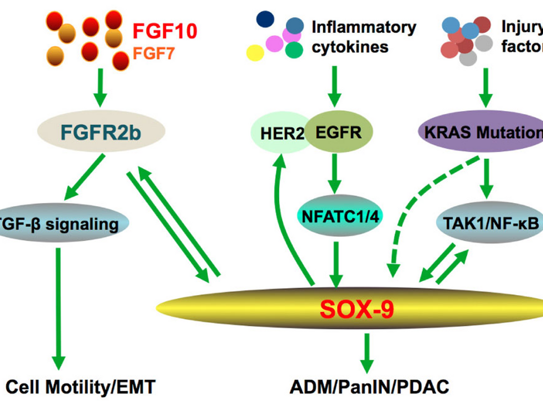 Fibroblast Growth Factor 10 (FGF10): A Key Regulatory Factor from Developmental Biology to Regenerative Medicine