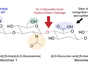 Hyaluronic Acid: A Comprehensive Analysis from Natural Molecules to Technological Aesthetics