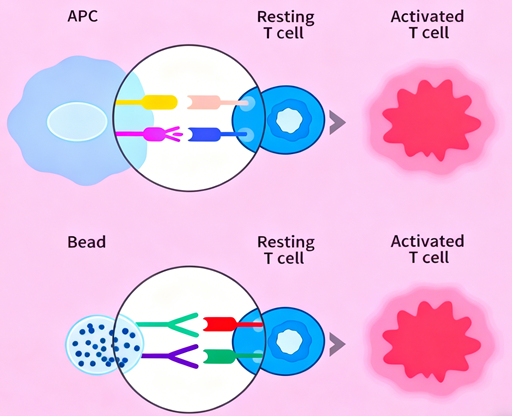Mouse T Cell Activation Kit: How to Achieve Efficient Immune Activation via the CD3/CD28 Dual-Signal System?