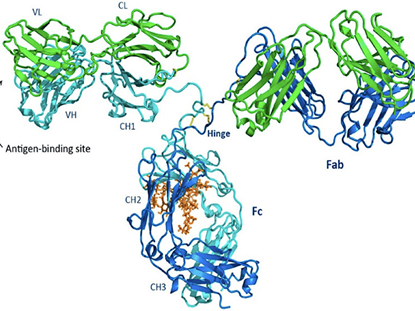 Target Antigens: Key Players in Immunotherapy and Precision Medicine