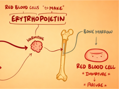 How does erythropoietin testing guide the diagnosis and treatment of renal anemia?