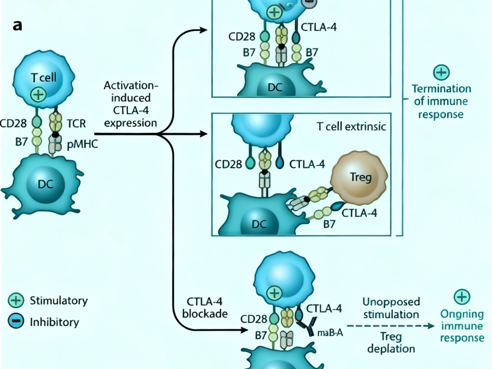 CTLA-4: A Key Target in Immunotherapy and Future Directions  I. How Does CTLA-4 Regulate Immune Responses?