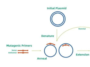 Site-Directed Enzymatic Cleavage Technology: The Precision "Molecular Scalpel" of Genetic Engineering&nbsp;
