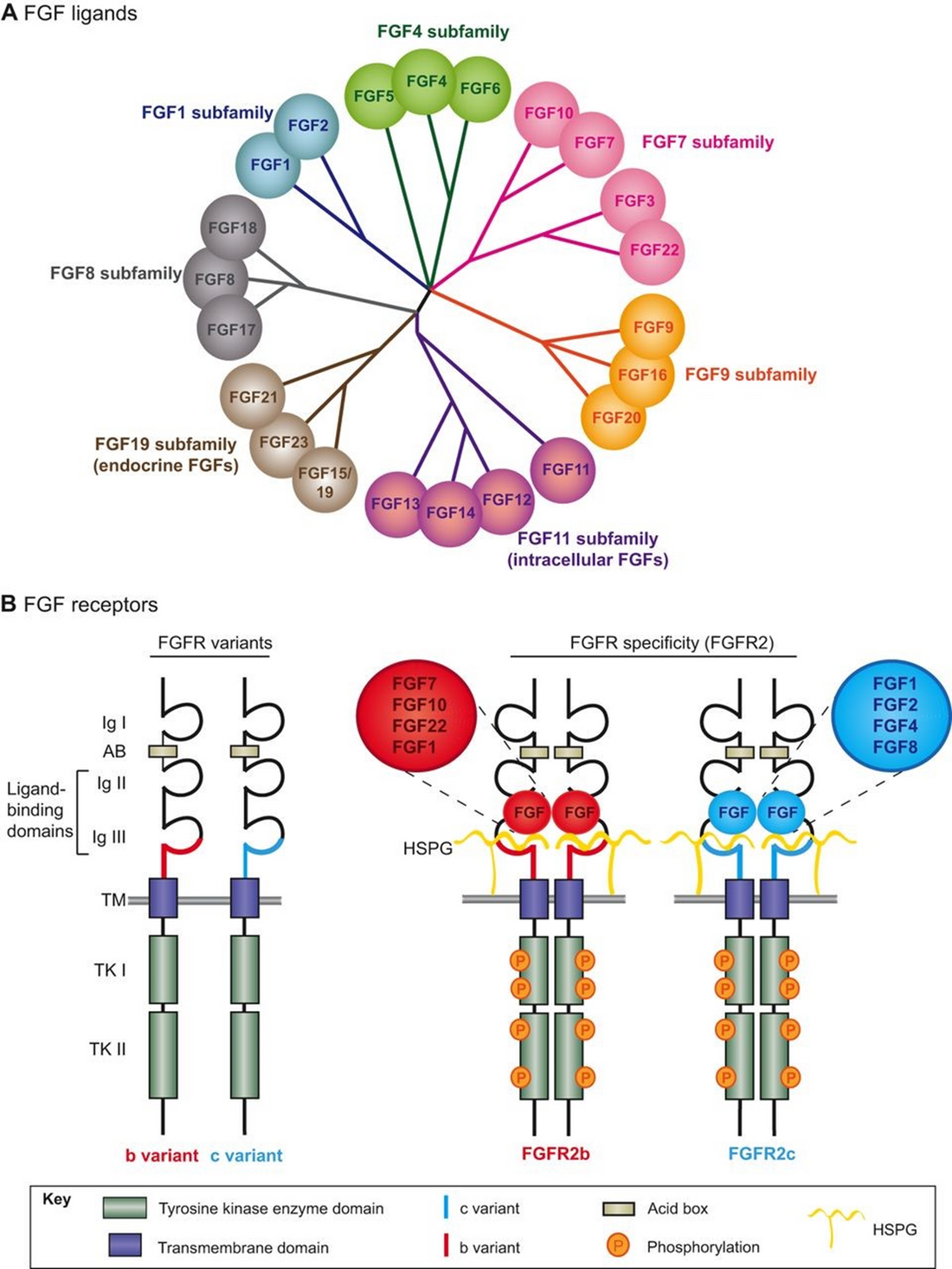 Fibroblast Growth Factor 12: The Hidden Guardian of the Brain and Heart&nbsp;