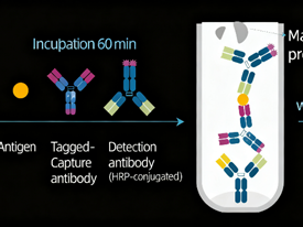 How to optimize one-step ELISA detection through key technical points?