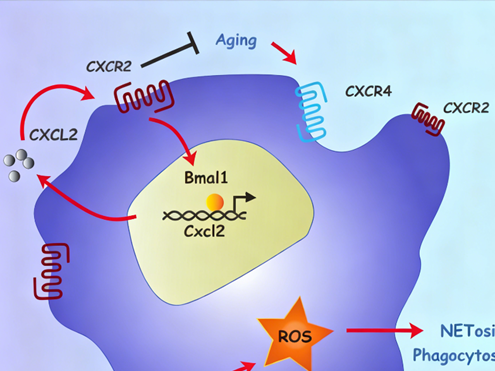 CD182 antibody: How to analyze the multiple functions of the CXCR2 receptor in the tumor microenvironment and immune regulation?