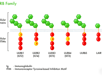 The regulatory role of immunoglobulin-like transcript 4 in the tumor immune microenvironment