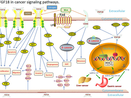 Fibroblast Growth Factor 18 (FGF18): The Multifaceted Role from Developmental Regulation to a Therapeutic Star