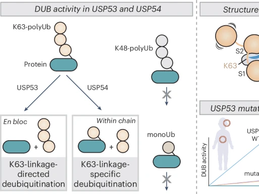 USP Activity: Functional Regulation of Deubiquitinases and Disease Associations