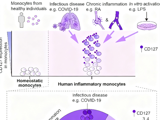The role of CD127 in the heterogeneous regulation of inflammatory responses in monocytes?