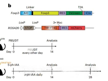 Can FOXP3 Antibody Reveal New Mechanisms for Maintaining Regulatory T Cell Function?