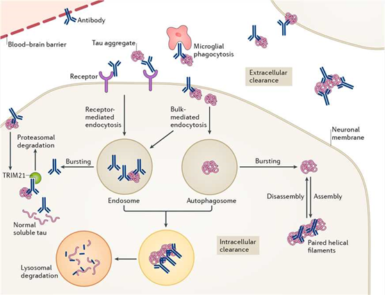 Tau Biparatopic Antibodies: A Dual Strategy for Targeting Neurodegenerative Diseases