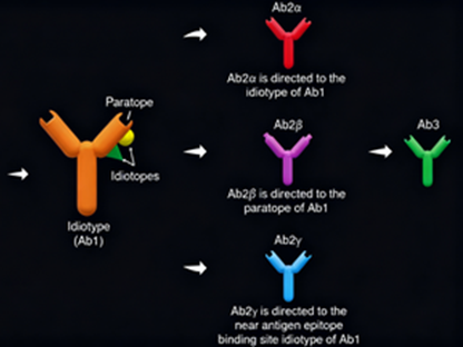 What key role do anti-idiotypic antibodies play in the development of antibody drugs?