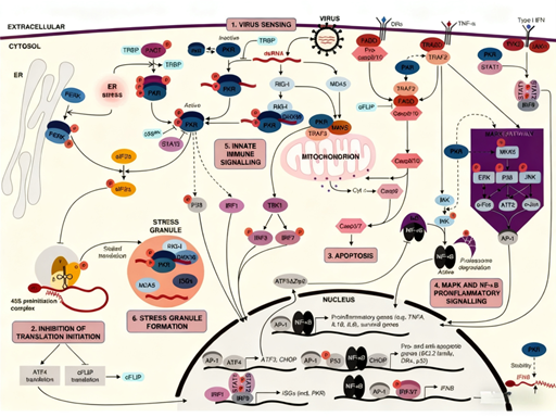What is the core mechanism of PKR in antiviral immunity?