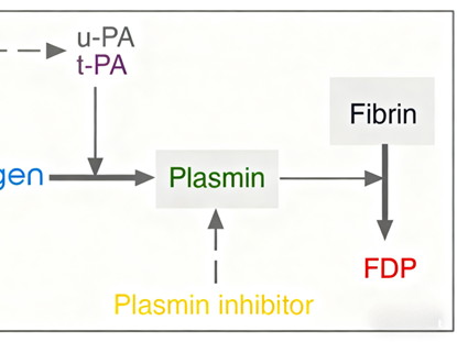 What is the central role of plasminogen in the coagulation and fibrinolytic systems?