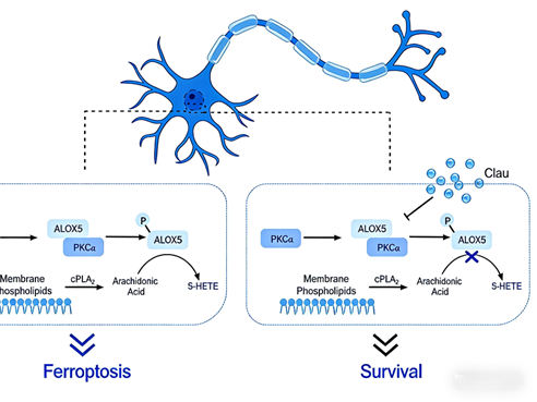 How does Huangpi amide alleviate Parkinson's disease neuroinjury by regulating the PKCα-ALOX5 axis?