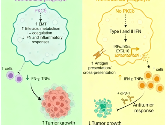 How does PKCδ regulate the anti-tumor immune function of mononuclear phagocytes?