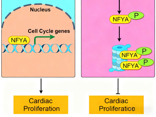 How does PKM1 regulate energy metabolism and proliferation in embryonic cardiomyocytes?