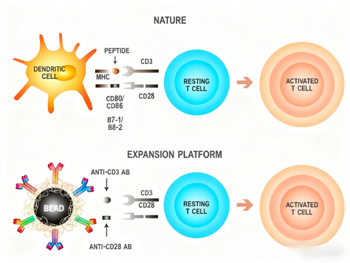CD3 epsilon antibody: How to optimize the technical system for in vitro T cell activation and expansion?