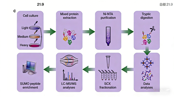 How does PIAS1 regulate the cell migration process through SUMOylation?