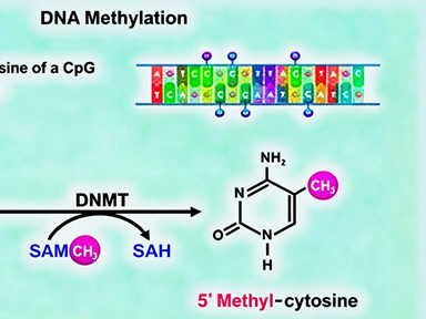 Methylation Antibodies: How to Decode the Regulatory Code of Protein Post-Translational Modifications?