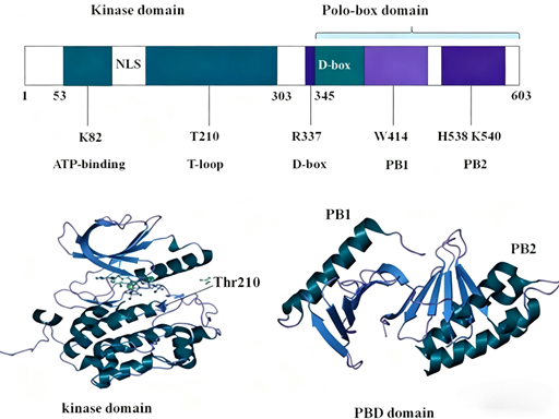 What is the critical role of PLK1 in tumorigenesis and development, and what are the prospects for targeted therapy?