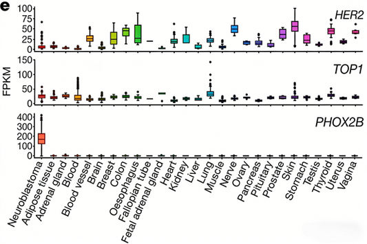 How can PHOX2B serve as a reliable diagnostic marker for neuroblastoma?