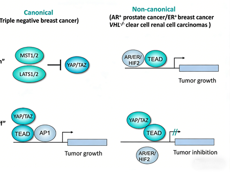 How does YAP protein regulate the androgen signaling pathway in prostate cancer?