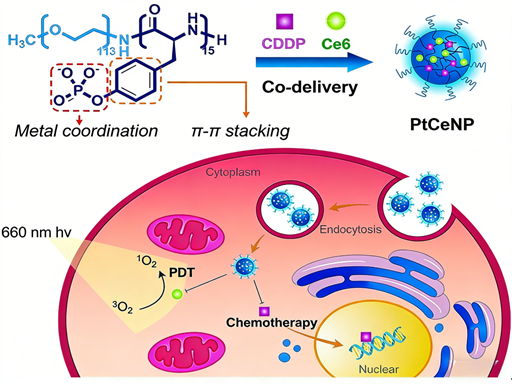 How does polyphosphorylated tyrosine coordinate the delivery of chemotherapy and photodynamic therapy drugs?