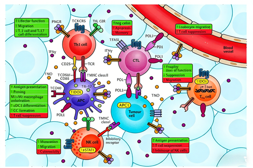 How does interferon γ exert a dual regulatory role in the tumor microenvironment?