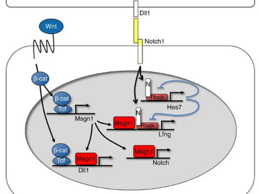 Wnt3a: A Key Molecule Regulating Development and Disease