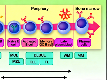 CD20 antibody: How to optimize CAR-T therapy strategies for B-cell non-Hodgkin lymphoma?