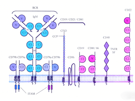 CD79B antibody: How to become a precise target for the treatment of B cell-related diseases?
