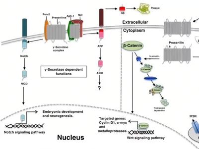PSEN1 Antibody: How Does It Reveal the Pathogenic Mechanism of Alzheimer's Disease and New Therapeutic Targets?