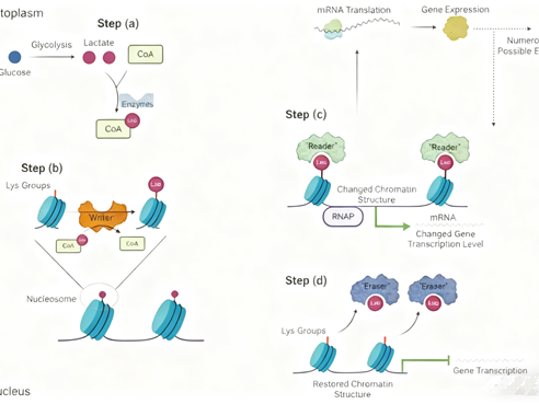 Lactylation Antibodies: How to Decode the Dialogue Mechanism Between Tumor Metabolism and Immunity?