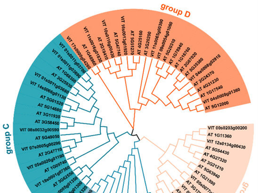 USP Family: Multidimensional Regulatory Networks of Deubiquitinases and Disease Associations