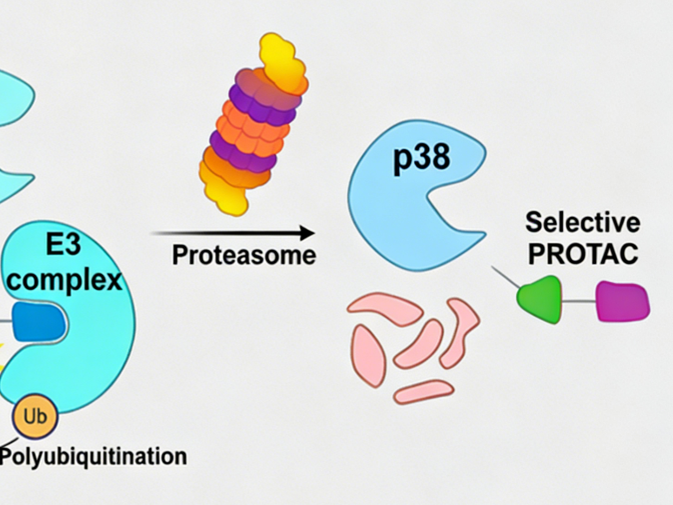 How to treat Alzheimer's disease by selectively degrading phosphorylated p38 MAPK (Tyr182)?