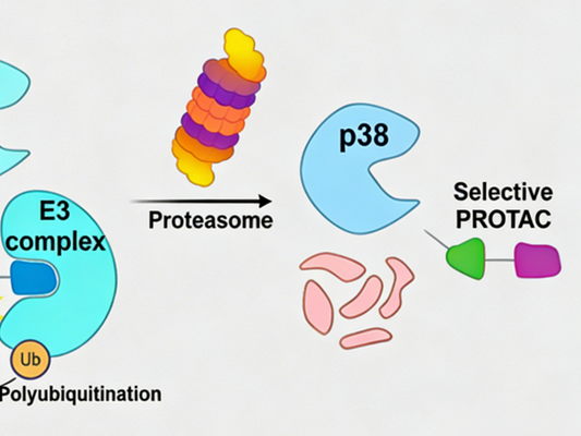 How to treat Alzheimer's disease by selectively degrading phosphorylated p38 MAPK (Tyr182)?