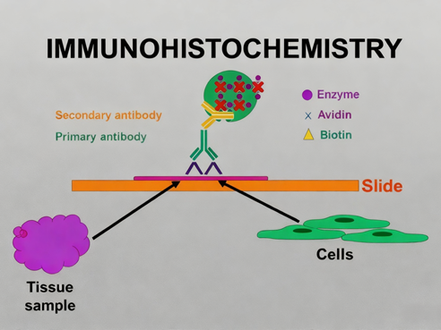 How to Achieve Precise Selection of IHC Antibodies in Cancer Biomarker Detection?