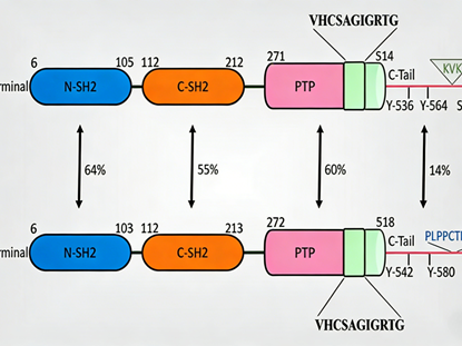 Targeting SHP-2 (Tyr542): Opportunities and Challenges in Novel Tumor Therapeutic Strategies