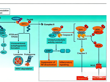 What are the regulatory mechanisms and functions of RIPK1 kinase activity (Ser166) in TNFR1 signaling?
