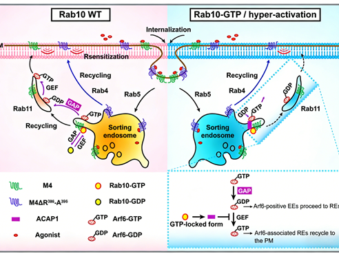 What are the regulatory mechanisms and functions of RIPK1 kinase activity (Ser166) in TNFR1 signaling?