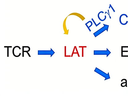 How does the phosphorylation status of PLCγ1 (Tyr783) regulate phase separation in T cell signaling pathways?